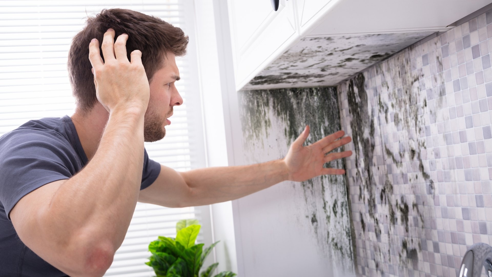 Mold Remediation Atlanta