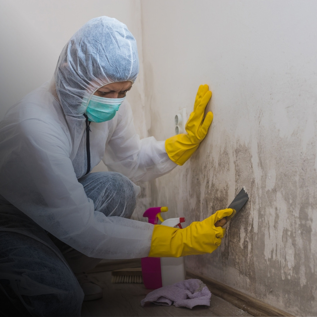 Mold Remediation Atlanta