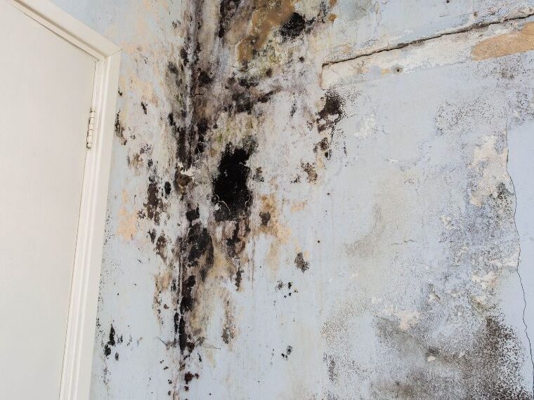 prevent mold in buildings